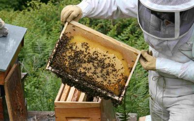 Apiculture perfectionnement