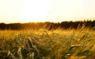 Une agriculture paysanne pour une souveraineté alimentaire