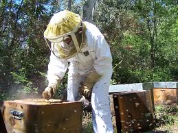 Apiculture