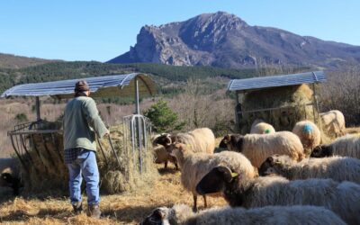 Un élevage de brebis laitière situé à Saint-Louis-et-Parahou, dans l’Aude à la ferme de la Borde Jean-Marie.