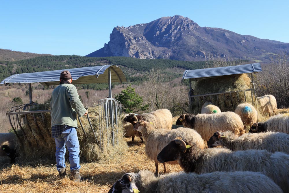 Un élevage de brebis laitière situé à Saint-Louis-et-Parahou, dans l’Aude à la ferme de la Borde Jean-Marie.