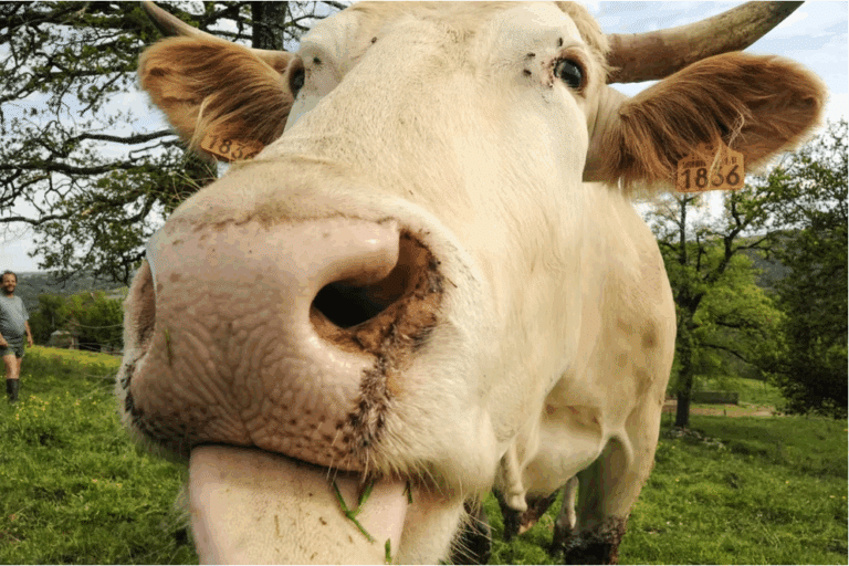 Capture decran 2025 05 22 a 11.22.11 768x512