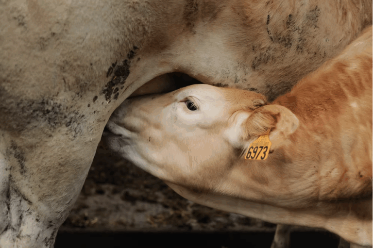 Capture decran 2025 05 22 a 11.22.26 768x511