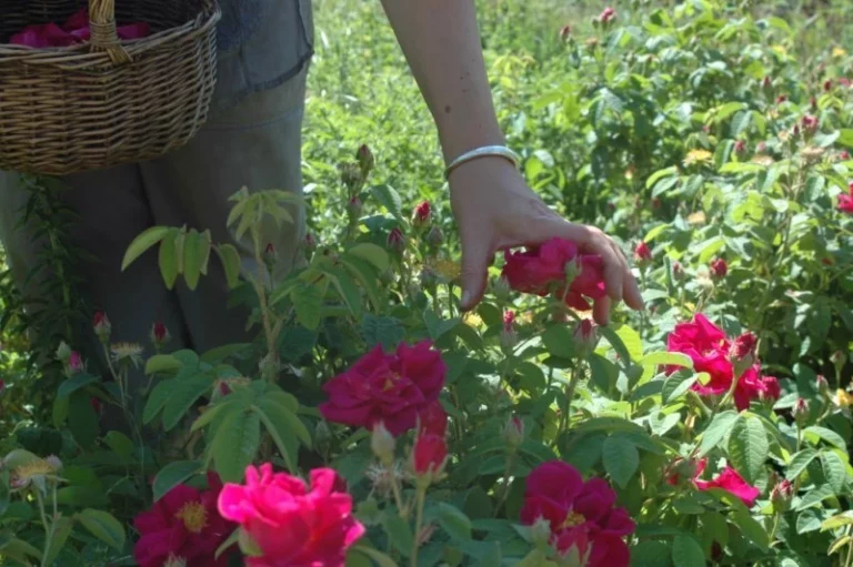 galeries 1 27 768x511