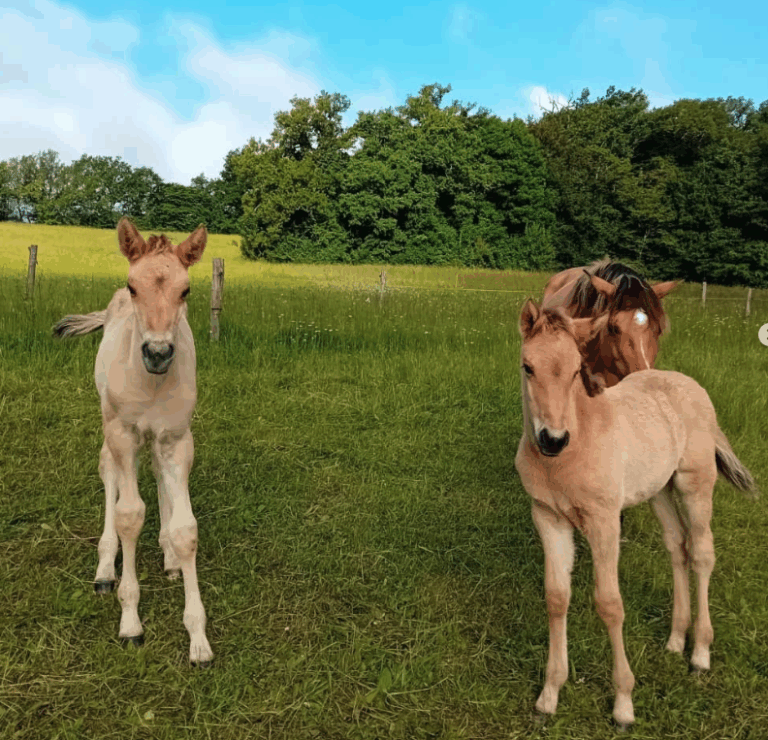 Capture decran 2025 07 10 a 17.45.43 768x740