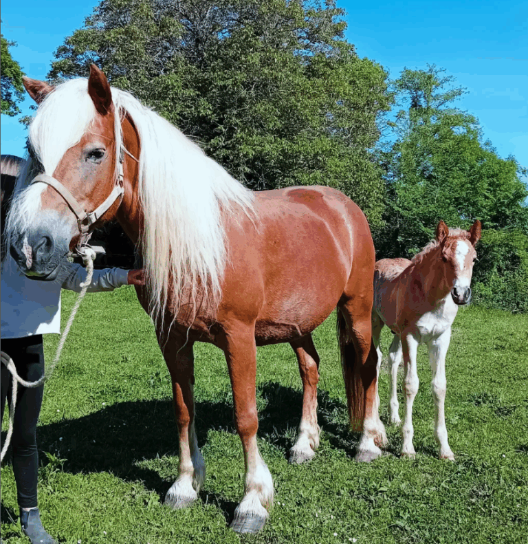 Capture decran 2025 07 10 a 17.46.01 768x791