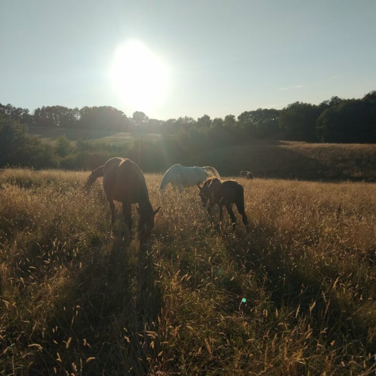 coucher de soleil 768x768